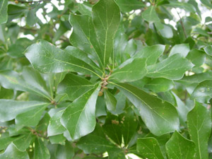 Water oak leaves